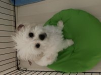 Morkie dişi