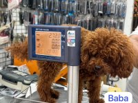 MALTİPO YAVRULAR TOY POODLE YAVRULAR ANKARA MAĞAZAMIZDA