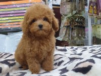 IRK GARANTİLİ TOY POODLE YAVRULARI