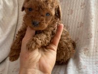 Toy poodle yavru