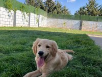 Safkan Golden Retriever 6 Aylık Eğitimli