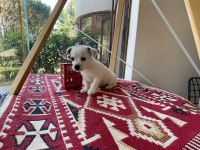 Jack russell köpeğimiz
