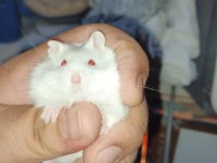ÇOK GÜZEL BİR BEYAZ KIZ VE KARA ÇOCUK HAMSTER