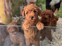 Irk Ve Sağlık Garantili Kısa Bacak Teacup Poodle Yavrular