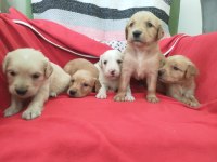Kaliteli Golden Retriever Yavrularımız
