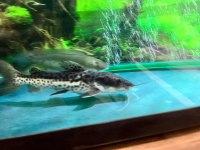 25 cm hibrit kürek burun kedi balığı