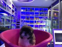Sevimli Shih-Tzu Yavrularımız