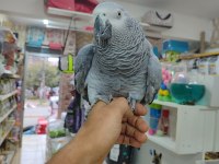 Evcil 2 Buçuk Yaşında Jako Papağanı