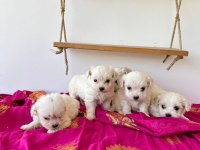 Terrier Maltese Malta