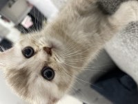 Golden british shorthair oğlumuz