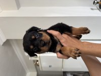 İzmir rottweiler 2 aylık köpekler