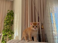British shorthair golden erkek yavru