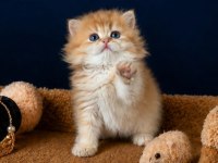 Show Kalite British Longhair Golden