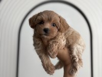 Maltipoo Bebişler