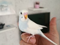 Ele Alışmaya Uygun Yavru Muhabbetler