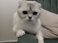 Beyaz mavi gözlü scottish fold