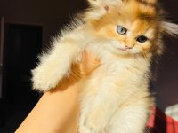 British longhair ny11 golden full şecereli