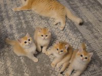 British Shorthair Golden Ny12 Yavrular