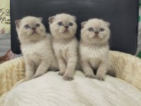 Mükemmel yüz yapısına sahip scottish fold bebeklerimiz