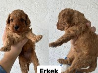Ev ortamında büyüyen yavrular ırk ve sağlık garantili poodle