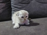 Scottish fold erkek yavru