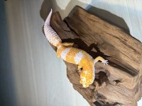 SUPER KALITE LEOPARD GECKO