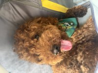 Toy Poodle 11 Aylık