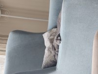 6 aylık aşıları tam scottish fold