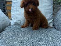 Orijinal safkan toy poodle yavrularımız