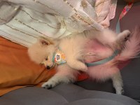 Pomeranian 7 aylık