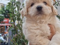 RUHSATLI İŞLETMEDEN MALTİPOO BEBEKLERİM
