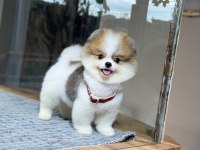 SAĞLIK VE IRK GARANTİLİ POMERANİAN KÖPEĞİ