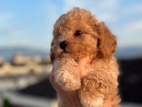 Teacup apricot toy poodle
