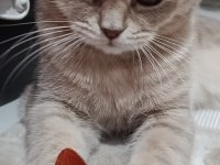 Sahiplendirmek istiyorum scottish fold kedimizi