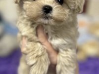 Maltipoo Safkan