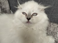 1 adet scottish fold dişi miya