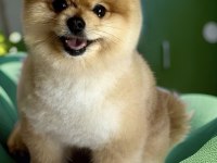 Antalyada pomeranian boo ayı surat yavrular