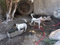 Üst düzey bir yaşında dişi 3 yaşında erkek köpeğimiz