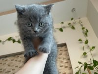 3 Aylık British Shorthair Yavru