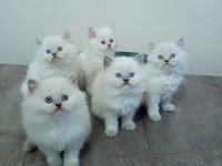 Minik british longhair yavrularımıza yuva arıyoruz