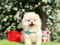 Teddy Face Ayıcık Pomeranian Yavrular