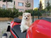 Teslime Hazır Pomeranian Spitz Yavrularımız