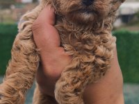 Küçük toy poodle