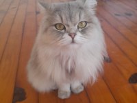 British Longhair Çok Uysal