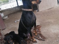 Doberman Pinscher Yavrusu ACİL sahiplendirilecektir