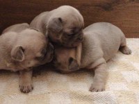Rezerve yavru french bulldog