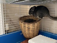 Erkek bebek chinchilla