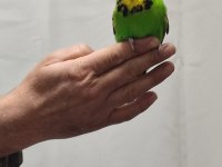 Bir çift show jumbo kuşum var ben gibi bakımlı