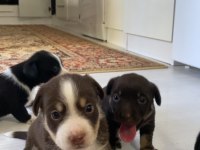 Rus Finosu Köpeğimiz