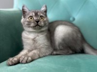 A+++ Kalite British Shorthair Bebeğimiz